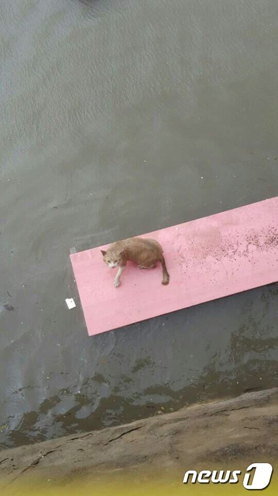 본문 이미지 - 태풍 때문에 침수된 지역에서 고양이가 물에 빠지지 않기 위해 널빤지 위에 올라와있다.(사진 온라인 커뮤니티 뽐뿌 캡처)ⓒ News1