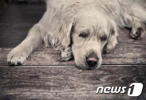 본문 이미지 - (사진 이미지투데이)ⓒ News1