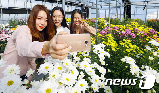 (완주=뉴스1) 문요한 기자 = 2016 국화 육성 품종과 계통평가회를 하루 앞둔 1일 전북 완주군 국립원예특작과학원 온실에서 연구원들이 평가회에 출품할 국화와 함께 사진을 찍고 …