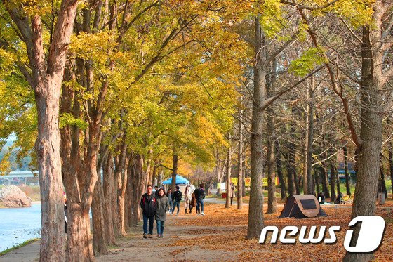 영동군 송호관광지 “가을빛으로 물들다!”