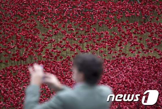 본문 이미지 -  붉은 양귀비는 군인의 피를 상징하기도 한다.ⓒ AFP=뉴스1