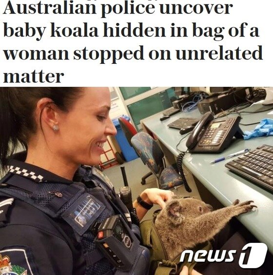본문 이미지 - 지난 6일 호주의 한 여성 가방에 있던 코알라.(사진 텔레그래프 캡처)ⓒ News1