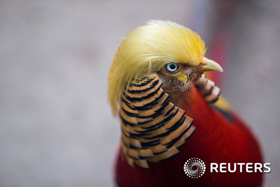 (항저우 로이터=뉴스1) 최종일 기자 = 13일(현지시간) 중국 저장성 항저우 사파리에 있는 금계(golden pheasant)가 정면을 응시하고 있다. 이 금계는 도널드 트럼프 …