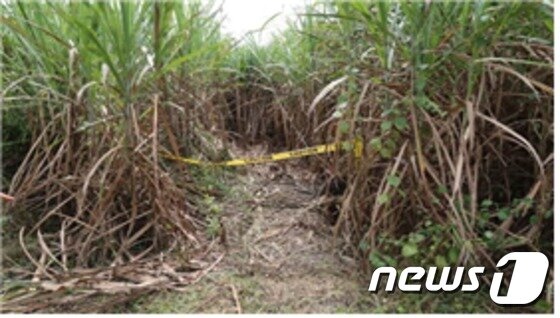 본문 이미지 - 살인사건이 일어났던 필리핀 사탕수수밭 현장 ⓒ News1