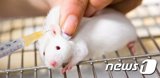 본문 이미지 - 동물실험.(자료사진 휴메인 소사이어티 인터내셔널 제공)ⓒ News1