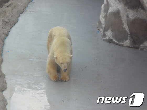 본문 이미지 - 북극곰은 특정한 세력권을 형성하지 않고 먹이와 짝을 찾아 북극의 해빙과 툰드라 지대를 이동하며 살아간다. (사진 최혁준) ⓒ News1