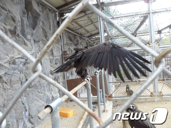 본문 이미지 - 독수리는 계절에 따라 우리나라와 몽골 등지를 이동하며 살아가는 대표적 겨울철새다. (사진 최혁준)ⓒ News1