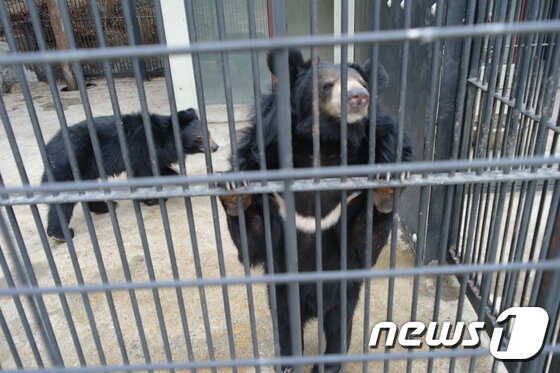 본문 이미지 - 아시아흑곰은 곰과동물 중 잡식 성향이 가장 강한 종으로, 그만큼 다양한 탐색행동을 통해 먹이를 얻는다. 그리고 그러한 과정을 통해 다양한 자극을 수용하고, 자연스럽게 그러한 자극에 대해 판단하고 학습하게 된다. (사진 최혁준) ⓒ News1