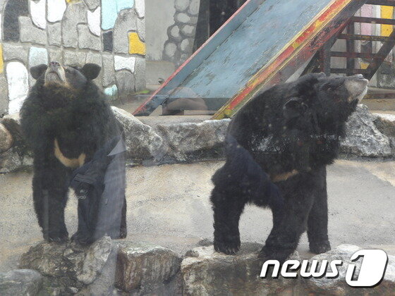 본문 이미지 - 몸을 좌우로 흔드는 정형행동을 보이는 아시아흑곰. 몸을 흔드는 행동은 곰과동물에서 흔하다. (사진 최혁준) ⓒ News1
