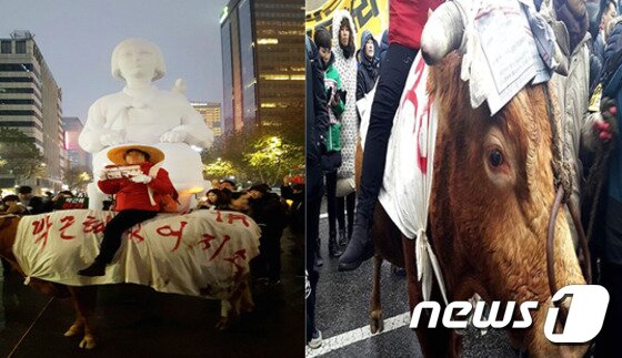 본문 이미지 - 퍼포먼스를 위해 촛불집회 현장에 동원된 소.(사진 카라 제공)ⓒ News1