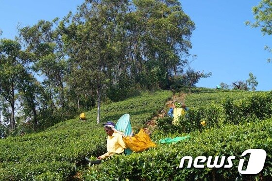 본문 이미지 - 스리랑카 하푸탈레에 있는 차밭에서 찻잎을 따고 있는 타밀 여성들 ⓒ 최종일 기자=News1