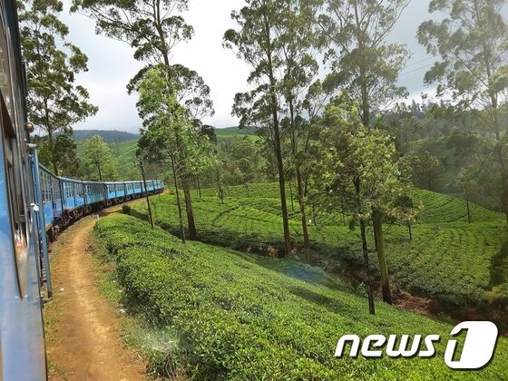 본문 이미지 - 스리랑카 수도 콜롬보에서 약 90km 떨어져 있는 옛 왕조의 수도 캔디와 차(茶) 생산지 하푸탈레를 잇는 낡은 열차에서 바라보는 드넓은 차밭은 장관이다 ⓒ 최종일 기자=News1