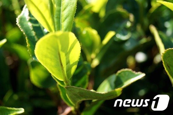 본문 이미지 - 스리랑카 하푸탈레에 있는 찻잎 ⓒ 최종일 기자=News1