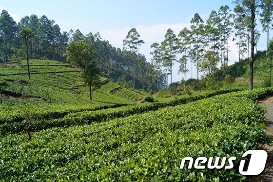 본문 이미지 - 스리랑카 하푸탈레에 있는 차밭 풍경 ⓒ 최종일 기자=News1
