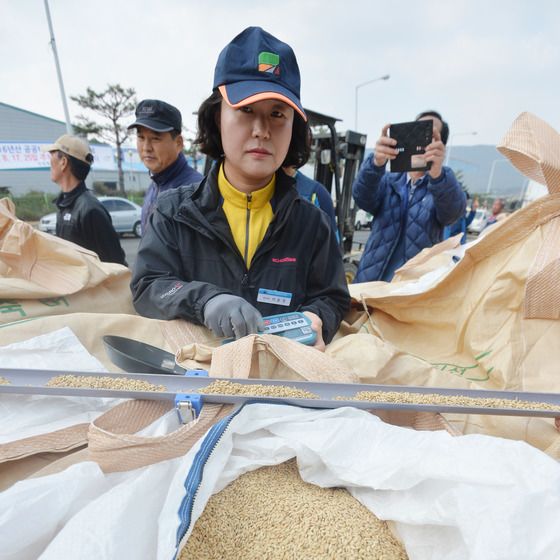 농관원, 공공비축·시장격리벼 매입 검사…총 49.5만톤