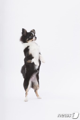 본문 이미지 - 반려견이 두 발로 서는 건 관절 건강에 좋지 않다. (사진 이미지투데이) ⓒ News1