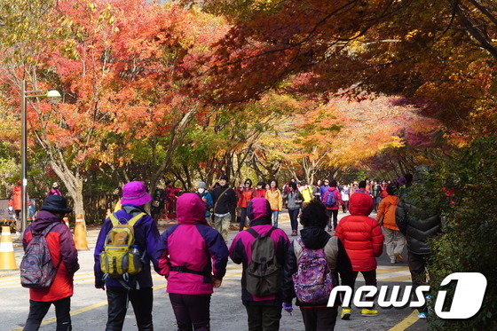 본문 이미지 - 내장산 단풍 관광객(뉴스1/DB) ⓒ News1 박제철 기자