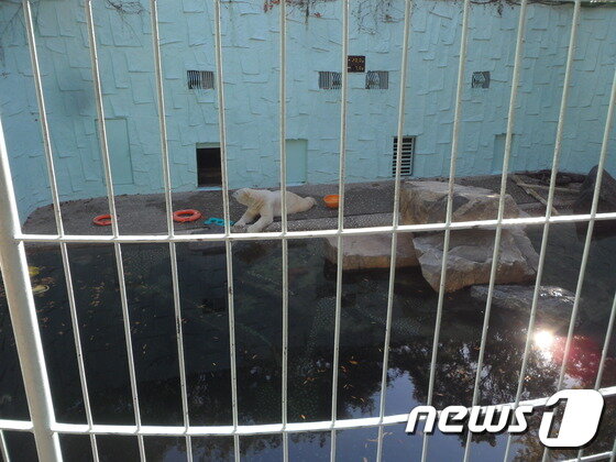 본문 이미지 - 에버랜드의 북극곰 사육장. 최초 설립 이후 개선된 바가 없어 사진 속 북극곰은 19년째 매일 변화 없는 같은 공간에서 살고 있다. (사진 최혁준) ⓒ News1