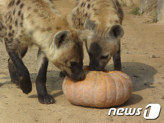 본문 이미지 - 낙타털을 넣은 호박을 주자 냄새를 맡는 점박이하이에나. (사진 최혁준) ⓒ News1