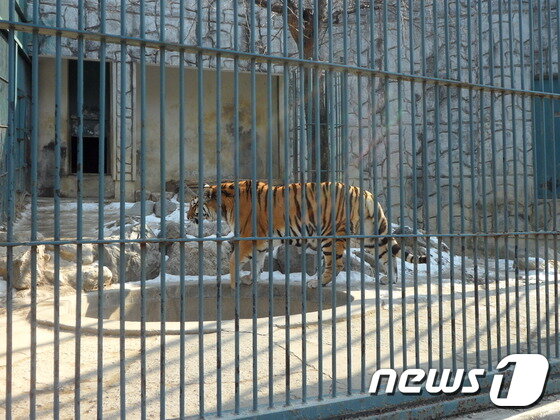 본문 이미지 - 암컷 시베리아호랑이는 개체마다 넓게는 지리산 국립공원 크기의 영역을 가지며, 그 범위 안에서 평생 이동하며 살아간다. (사진 최혁준) ⓒ News1