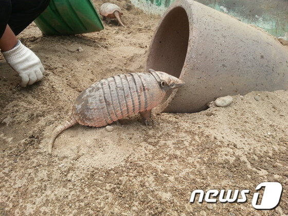 본문 이미지 - 여섯띠아르마딜로에게 그늘 겸 은신처로 항아리를 제공한 모습. 설치가 끝나기도 전에 쫓아와 냄새를 맡고 있다. (사진 최혁준) ⓒ News1