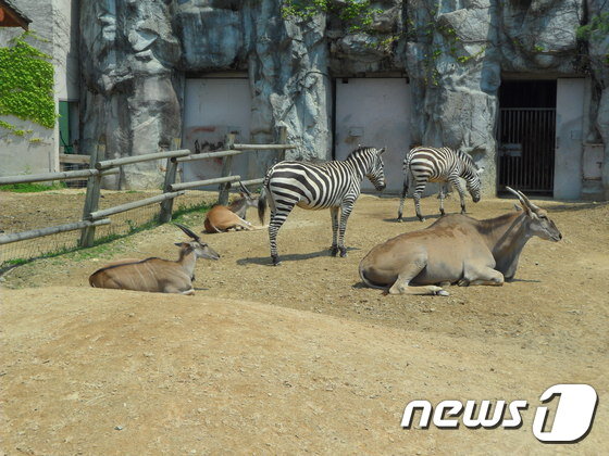 본문 이미지 - 일런드영양과 초원얼룩말의 합사. 두 종은 실제 야생에서도 서식지와 먹이를 공유한다. (사진 최혁준) ⓒ News1