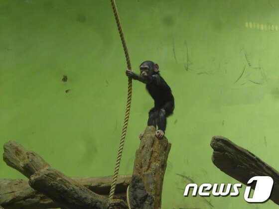 본문 이미지 - 천장에 매달아준 밧줄을 잡고 있는 아기 침팬지. 놀이를 통한 인지자극은 많은 사회성 동물들에게 중요하다. (사진 최혁준) ⓒ News1
