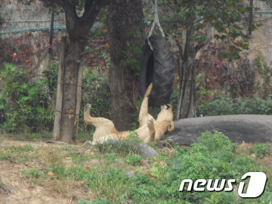 본문 이미지 - 매달아 준 폐타이어를 가지고 노는 암사자. (사진 최혁준) ⓒ News1