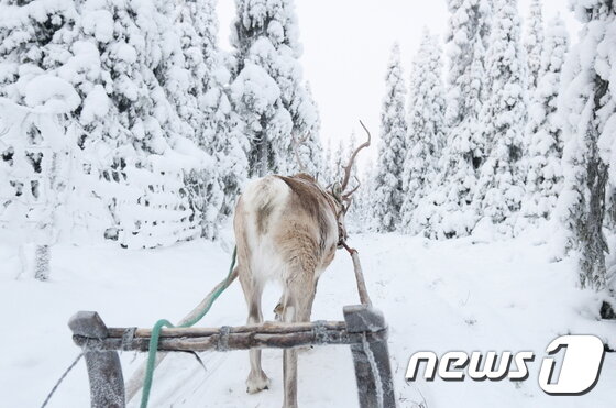 본문 이미지 - (이미지제공=핀에어)ⓒ News1