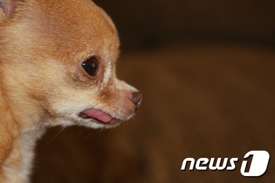 본문 이미지 - 티컵 강아지.(자료사진)ⓒ News1