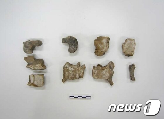 본문 이미지 - 석함출포유물목제말 ⓒ News1