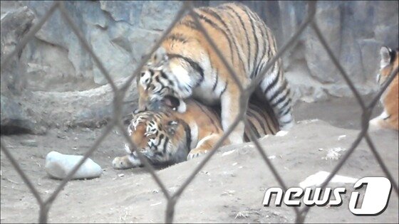 본문 이미지 - 어미와 교미하는 2년생 새끼 시베리아호랑이. 이후 동물원의 판단에 의해 두 호랑이는 분리되었다. (사진 최혁준) ⓒ News1