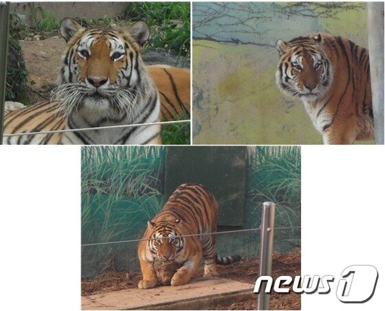 본문 이미지 - 전주동물원의 시베리아호랑이들. 조상 세대에서의 근친교배로 인한 장애로 사시를 앓고 있던 부모(위 좌측이 어미, 위 우측이 아비)로부터 태어난 딸(아래) 역시 열성유전으로 인해 사시를 가지고 있다. 근친된 혈통이 번식되지 말아야 하는 이유다. (사진 최혁준) ⓒ News1