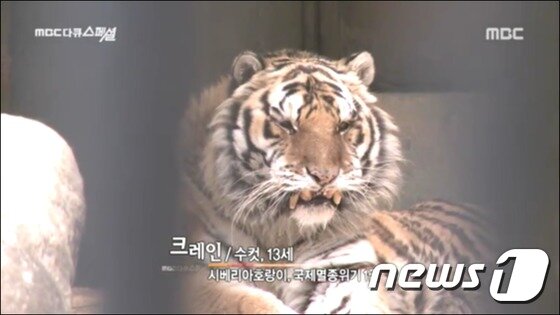 본문 이미지 - 근친교배로 인한 선천적 시력장애와 안면기형을 가지고 태어난 시베리아호랑이 ‘크레인’. 서울대공원은 2004년, 크레인을 재정난에 시달리던 원주의 한 동물원으로 보냈다. (사진 MBC 방송화면 캡처) ⓒ News1