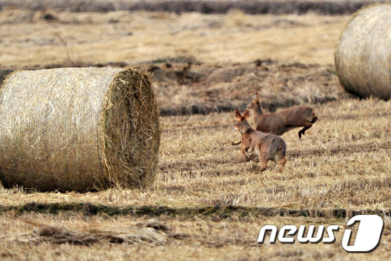 (포항=뉴스1) 최창호 기자 = 4일 경북 포항시 북구 흥해읍 곡강 들녘에서 인기척에 놀란 고라니 형제가 달아나고 있다.2016.12.4/뉴스1
