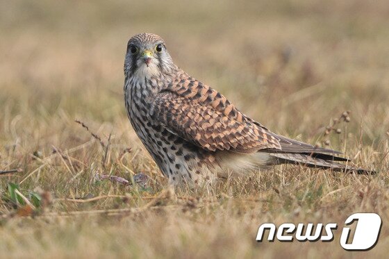 본문 이미지 - 천연기념물 제323-8호인 황조롱이. 2016.12.5/뉴스1 ⓒ News1