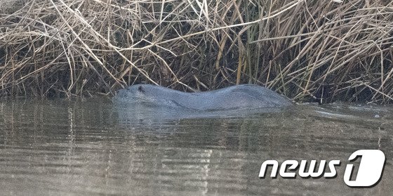 본문 이미지 - 환경부 멸종위기 1급이자 천연기념물 제330호인 수달이 지난 2016년 12월6일 경북 포항시 남구 형산강 에서 먹잇감을 찾아 강을 거슬러 올라가고 있다.수달이 카메라에 모습이 포착되기는 이번이 처음이다. 2016.12.6/뉴스1 ⓒ News1 최창호 기자