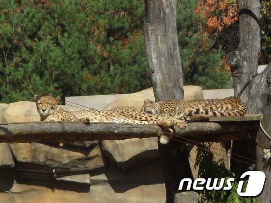 본문 이미지 - 에버랜드 동물원의 치타 한 쌍. (사진 최혁준) ⓒ News1