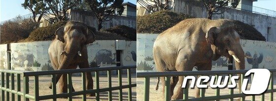 본문 이미지 - 몸은 흔드는 정형행동을 보이는 아시아코끼리. (사진 최혁준) ⓒ News1