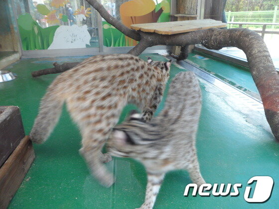 본문 이미지 - 사육장을 왔다 갔다 움직이는 정형행동을 보이는 삵. (사진 최혁준) ⓒ News1