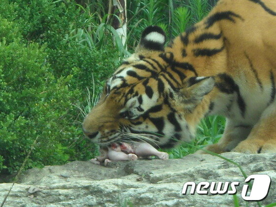 본문 이미지 - 사육사가 던져 준 생닭을 먹는 시베리아호랑이. (사진 최혁준) ⓒ News1