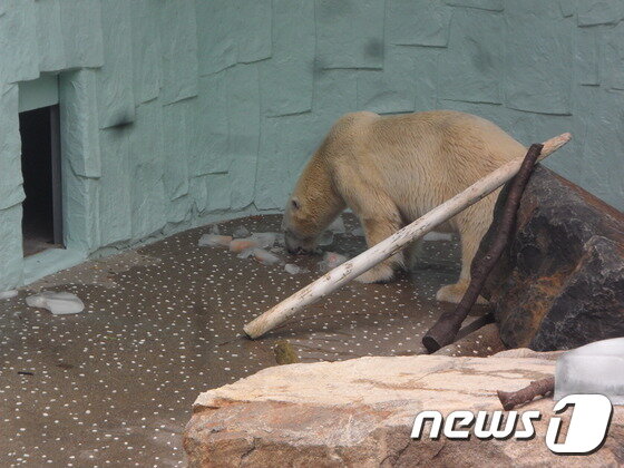 본문 이미지 - 얼음 속의 과일을 먹는 북극곰. 먹이를 먹는 시간도 늘어나고 한여름에는 체온도 낮출 수 있다. (사진 최혁준) ⓒ News1