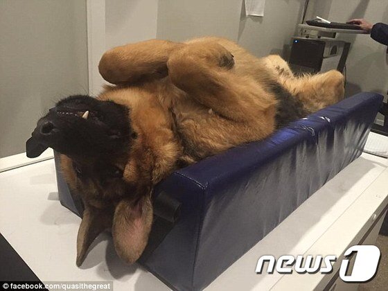 본문 이미지 - '콰지모도'가 동물병원에서 진료를 받고 있는 모습.(사진 데일리메일 관련 기사 캡처)ⓒ News1