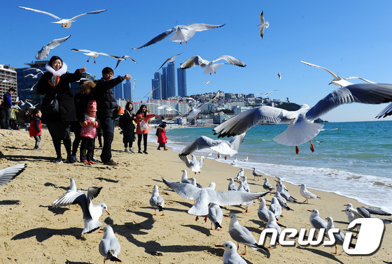 (부산=뉴스1) 이승배 기자 = 설 연휴 마지막 날인 10일 오전 부산 해운대해수욕장을 찾은 사람들이 갈매기 먹이를 주며 연휴를 즐기고 있다. 2016.2.10/뉴스1