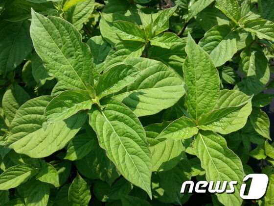 본문 이미지 - 전라남도농업기술원은 지난 2016년 국내 처음으로 우슬 품종인 '우강' 육성에 성공했다. 사진 전라남도농업기술원. ⓒ News1