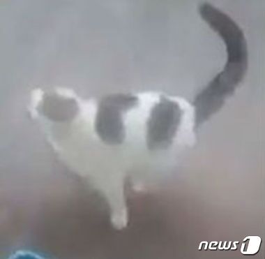 본문 이미지 - 남성이 부은 뜨거운 물을 맞고 고통스러워하는 고양이. (유튜브 영상 캡처) ⓒ News1