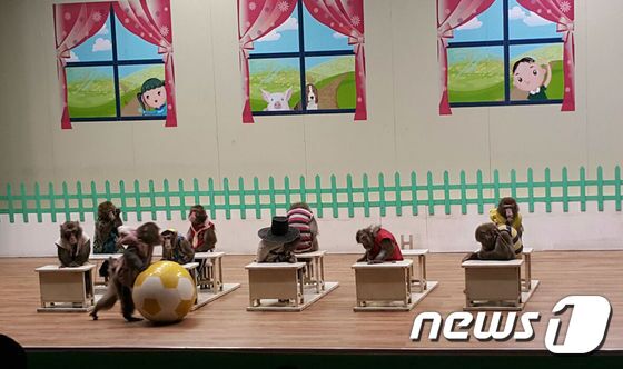 본문 이미지 - 경기도 고양에서 열리고 있는 원숭이학교 일산 스페셜 공연에서 원숭이들이 재주를 부리고 있다.ⓒ News1