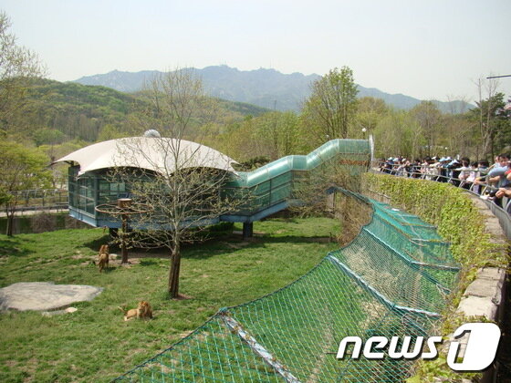 본문 이미지 - 서울대공원은 자매결연 동물원인 두바이 사파리로 사자와 돼지꼬리·필리핀 원숭이, 물사슴, 과일박쥐, 히말라야타알(산양) 등 6종 39마리의 동물들을 보내기로 했다.(사진 서울대공원 제공)ⓒ News1