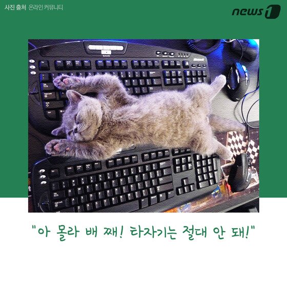본문 이미지 - ⓒ News1