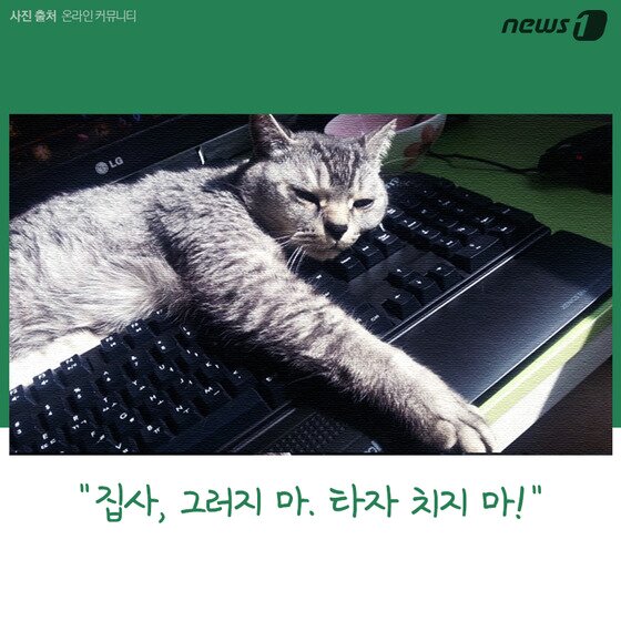 본문 이미지 - ⓒ News1